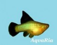 Xiphophorus Variatus SIMPHSON